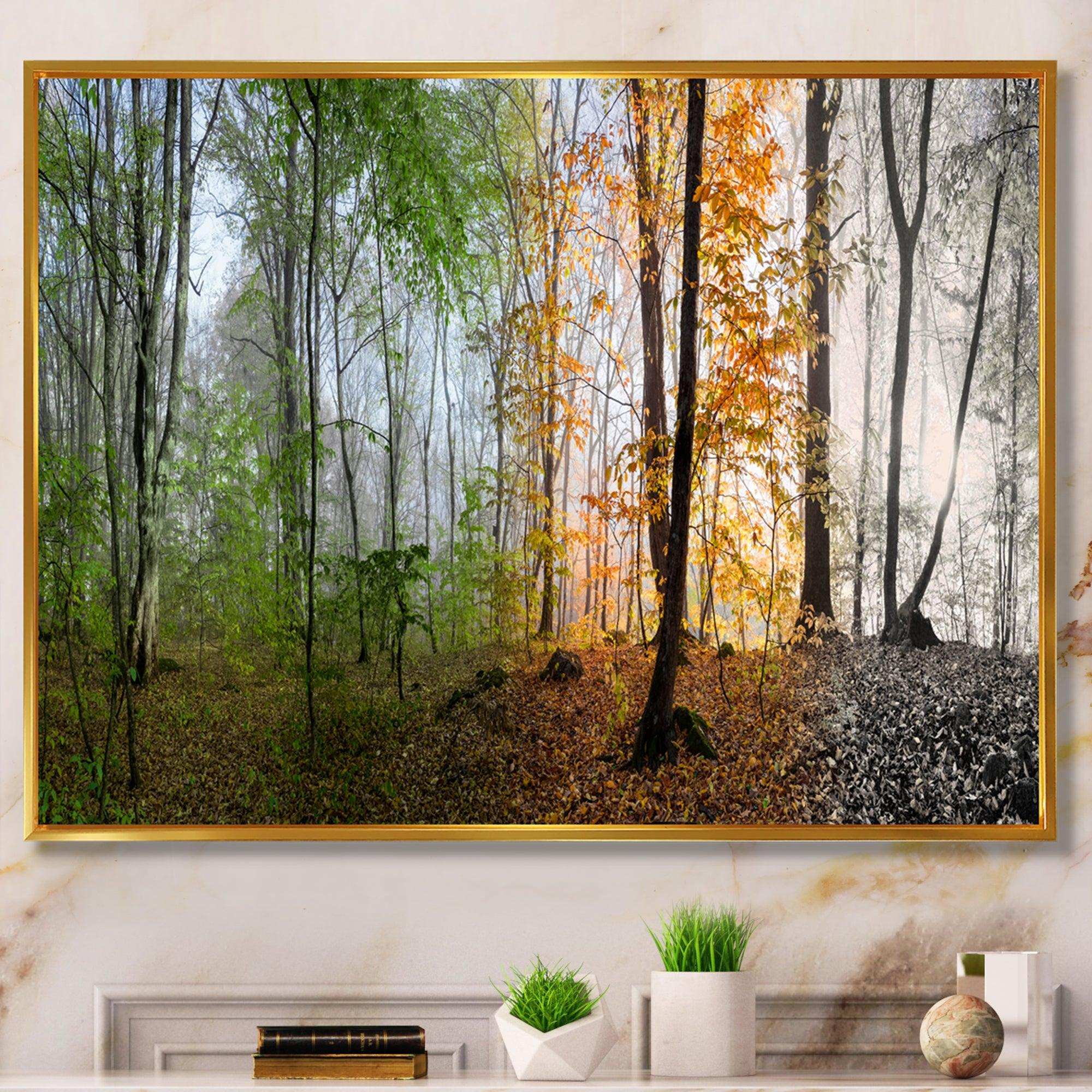 Morning Forest Panorama