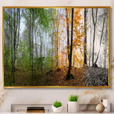 Morning Forest Panorama