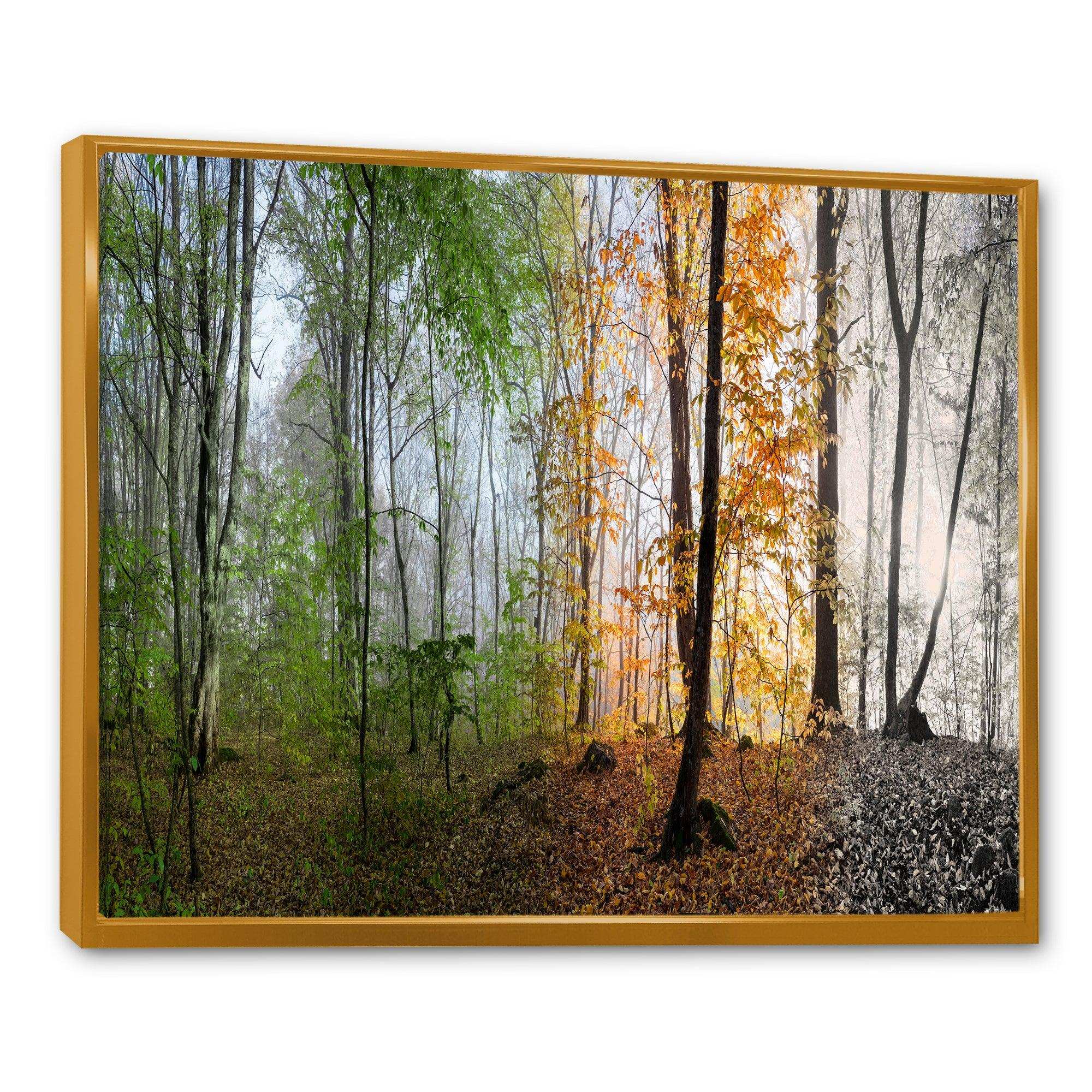 Morning Forest Panorama