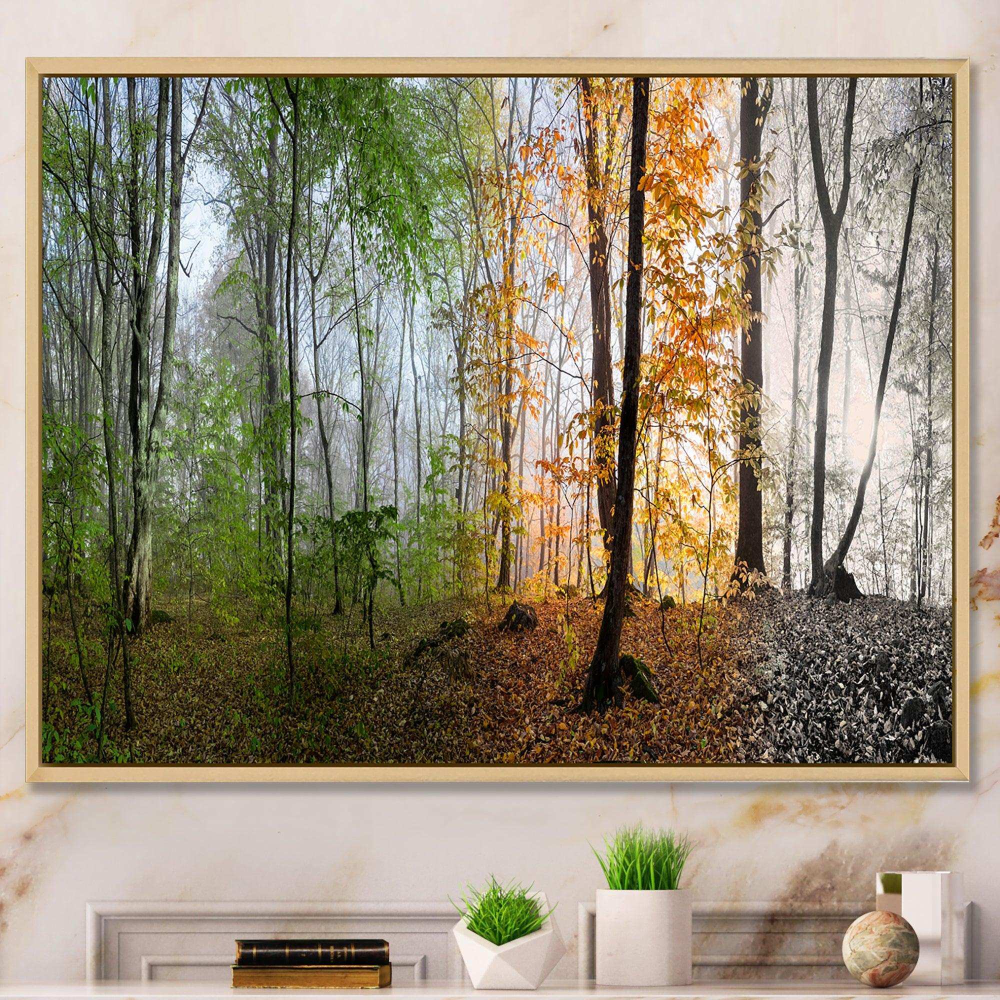 Morning Forest Panorama