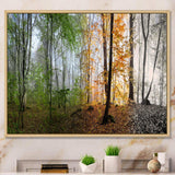 Morning Forest Panorama