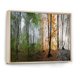 Morning Forest Panorama