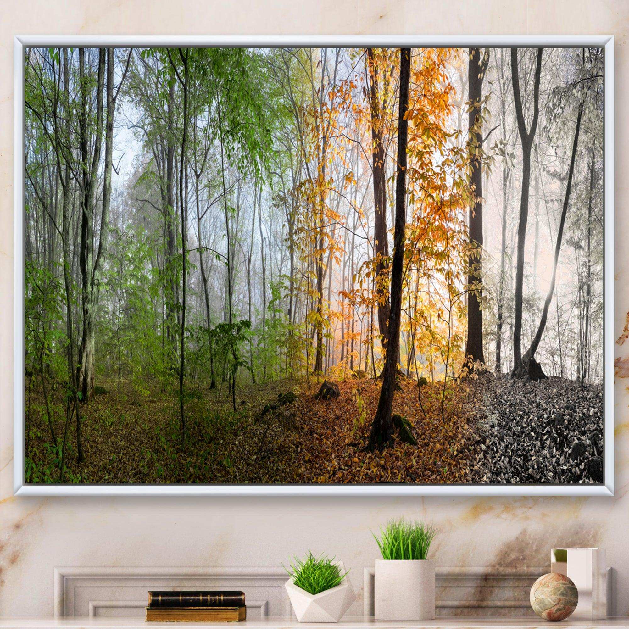 Morning Forest Panorama