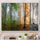 Morning Forest Panorama