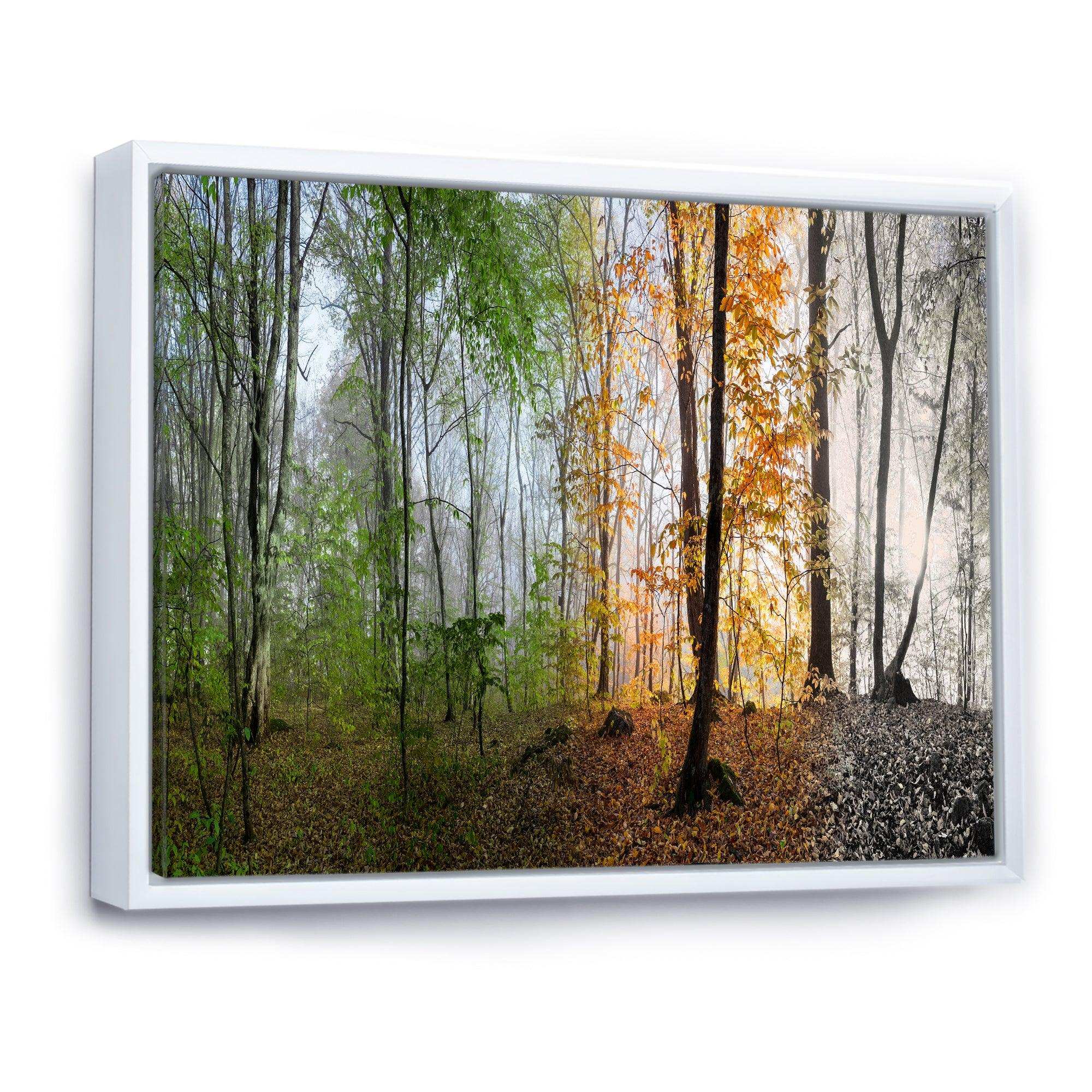 Morning Forest Panorama