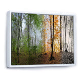 Morning Forest Panorama