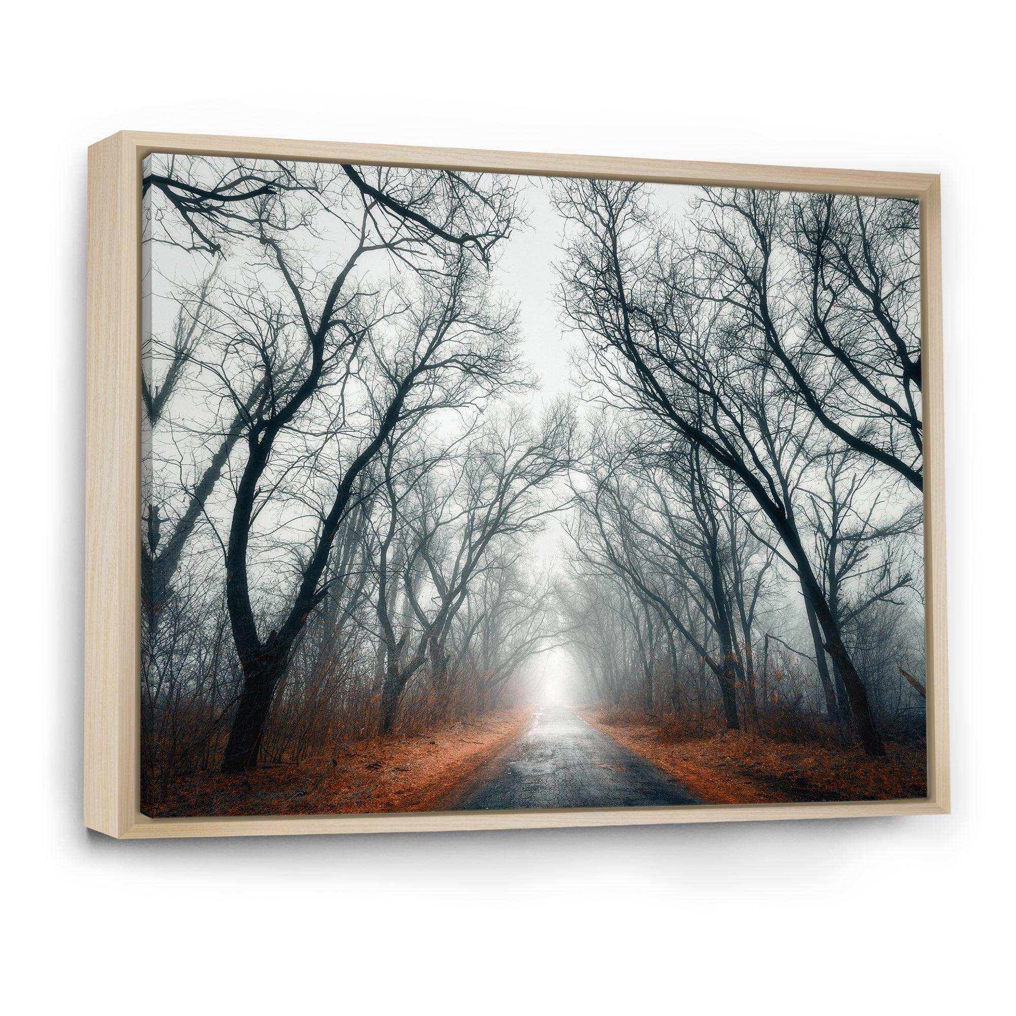 Mystic Road in Forest