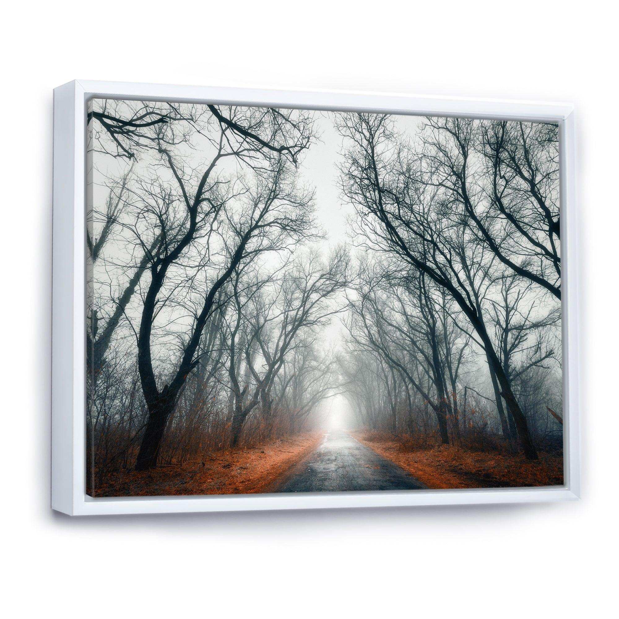 Mystic Road in Forest