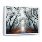 Mystic Road in Forest