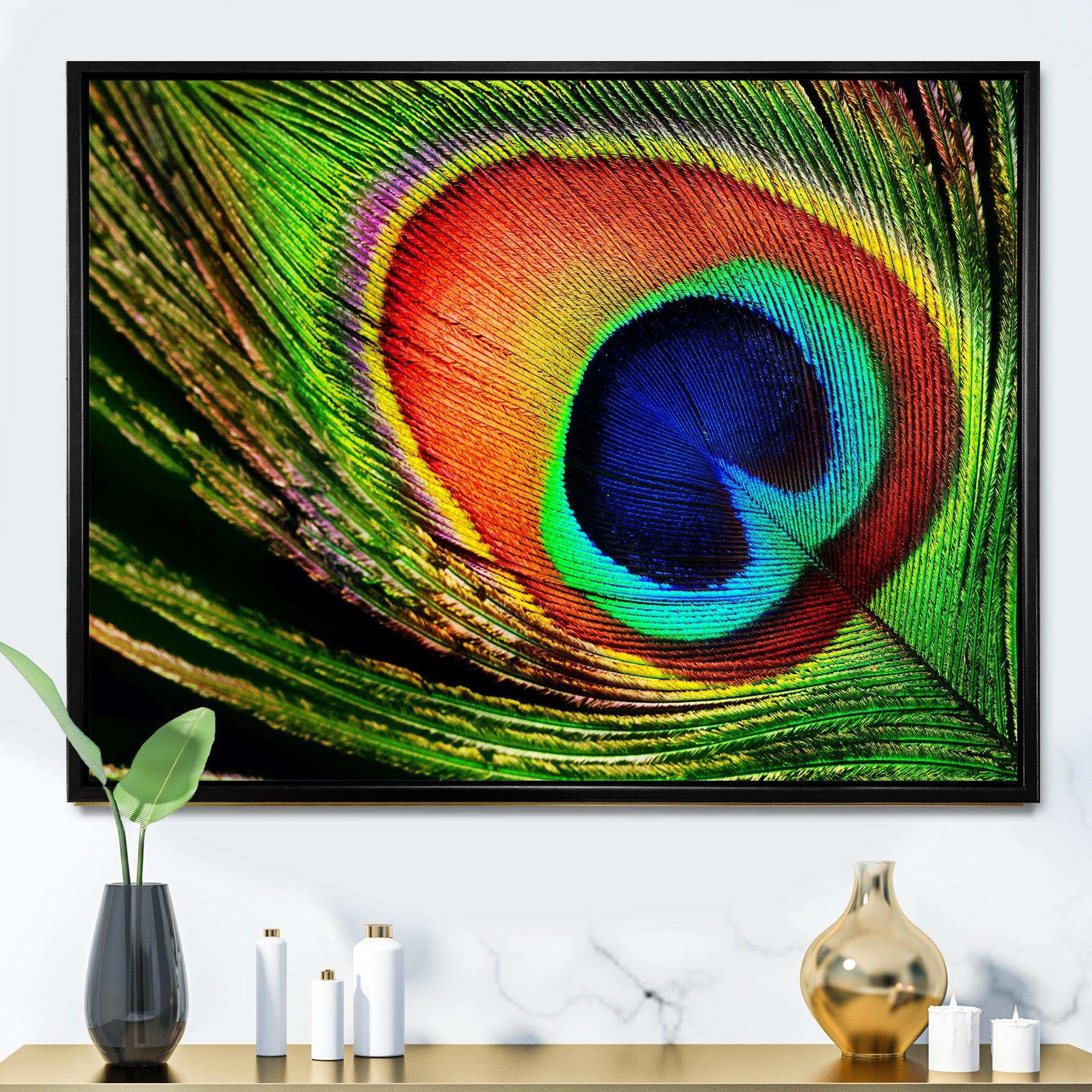 Peacock Feather