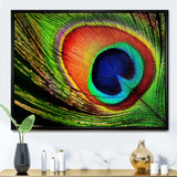 Peacock Feather