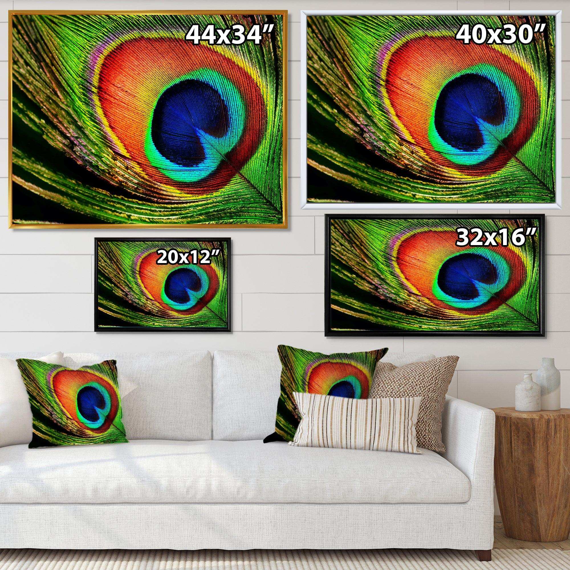 Peacock Feather