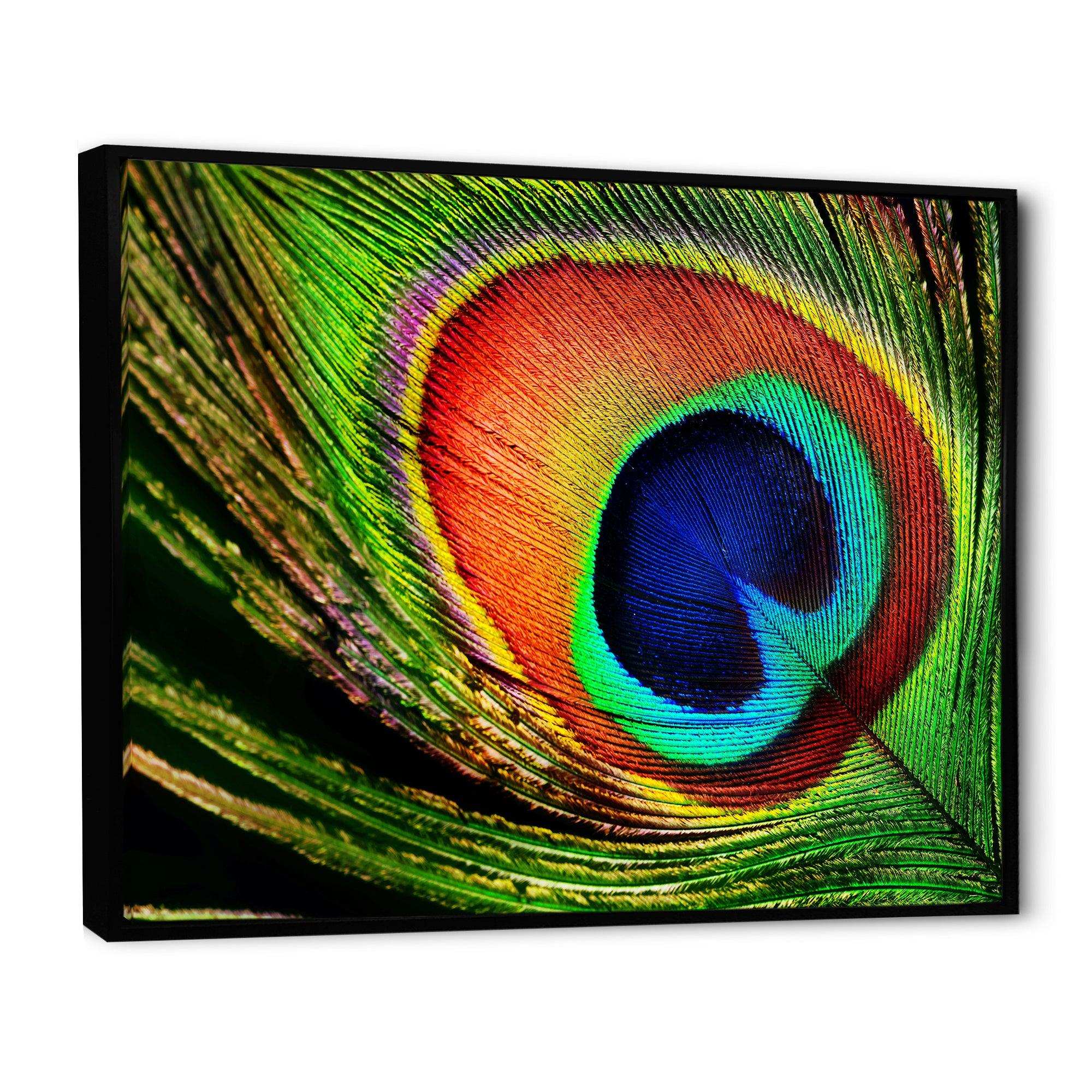 Peacock Feather
