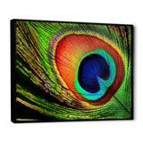 Peacock Feather