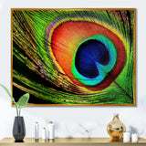 Peacock Feather