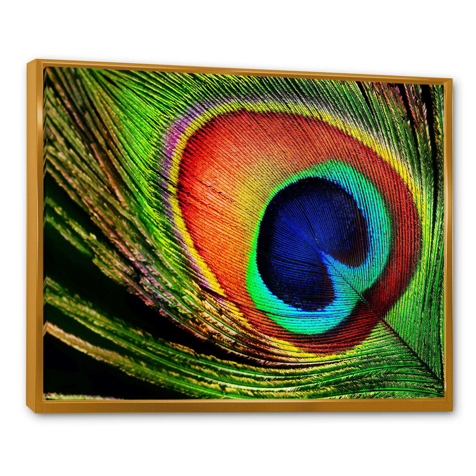 Peacock Feather