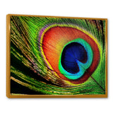 Peacock Feather