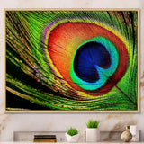 Peacock Feather