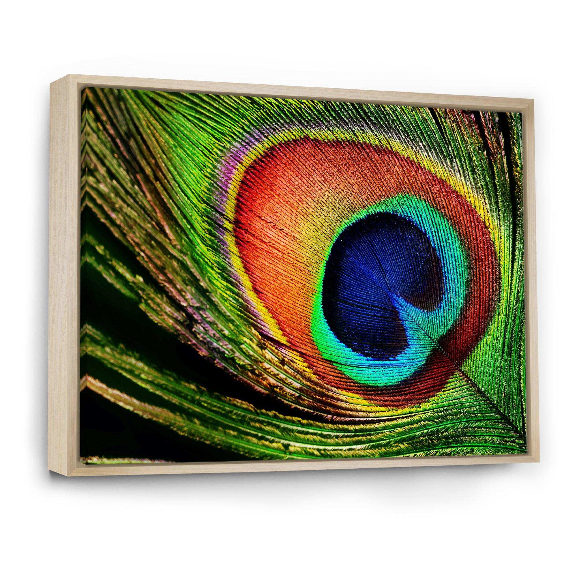 Peacock Feather