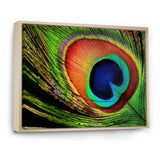 Peacock Feather