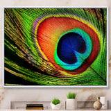 Peacock Feather