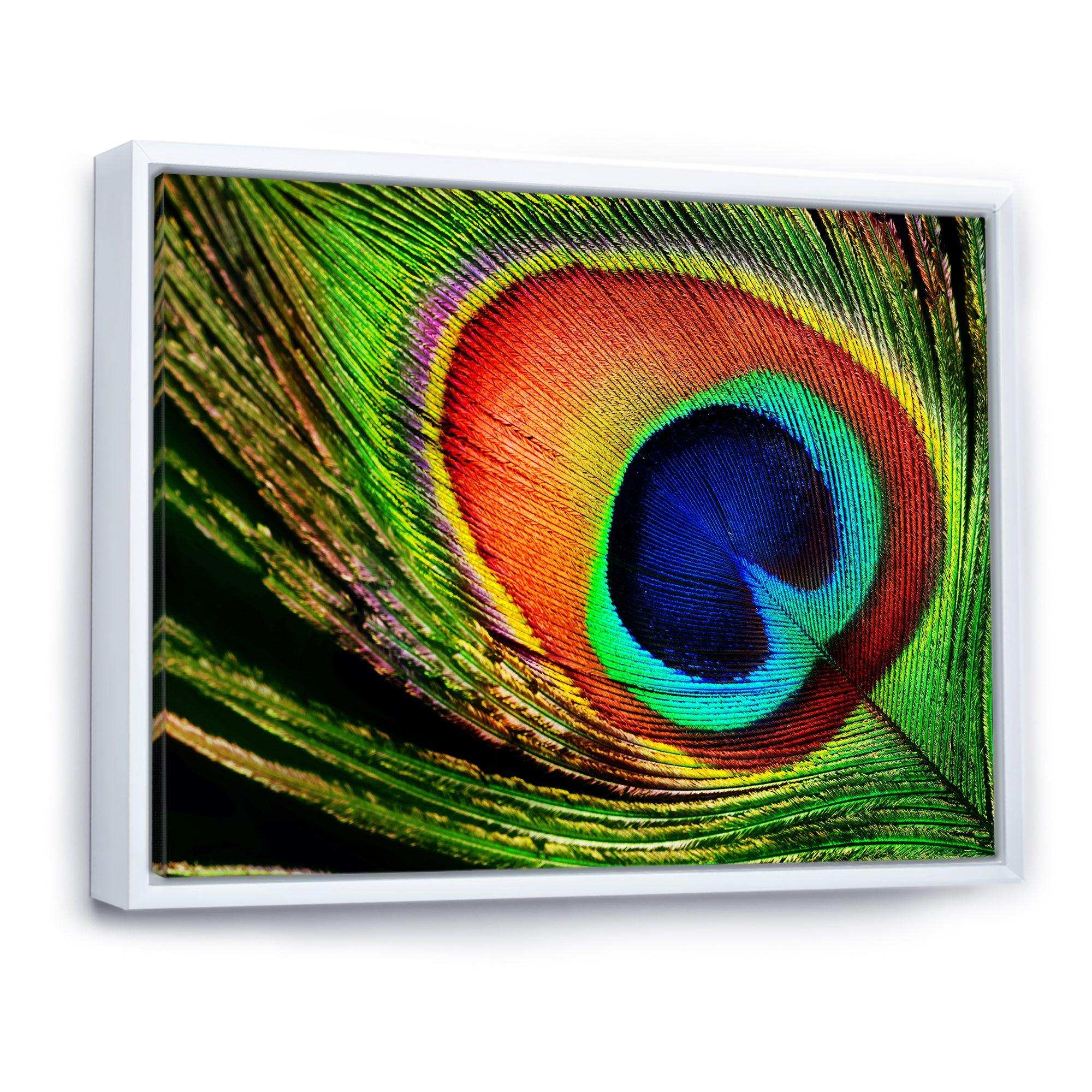 Peacock Feather
