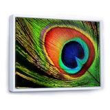 Peacock Feather