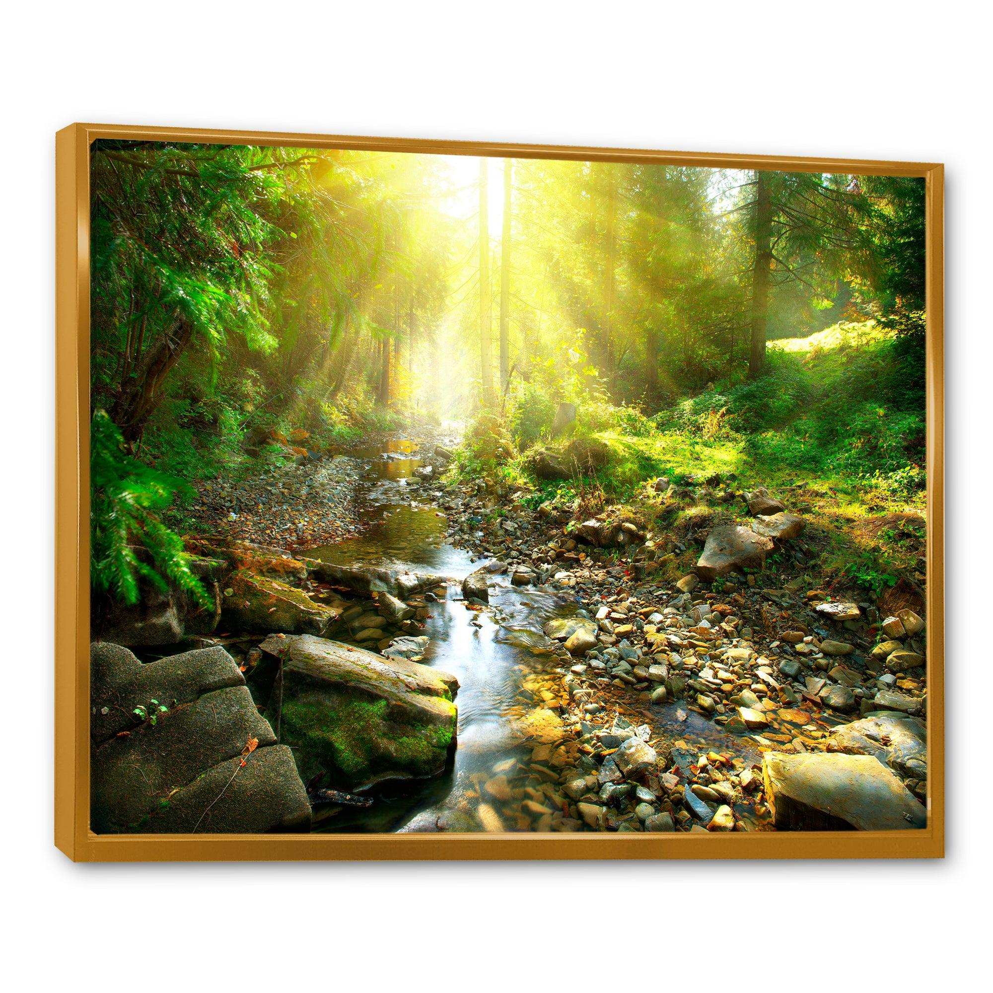 Mountain Stream in Forest