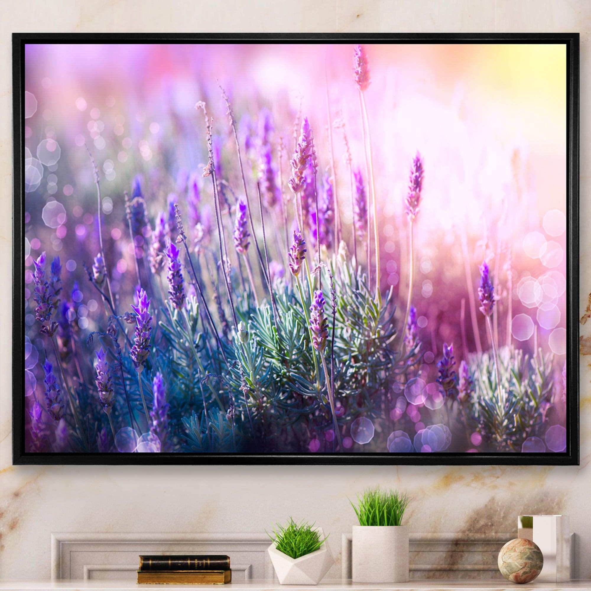 Growing and Blooming Lavender