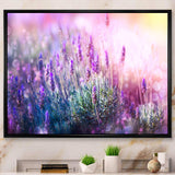 Growing and Blooming Lavender