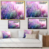 Growing and Blooming Lavender