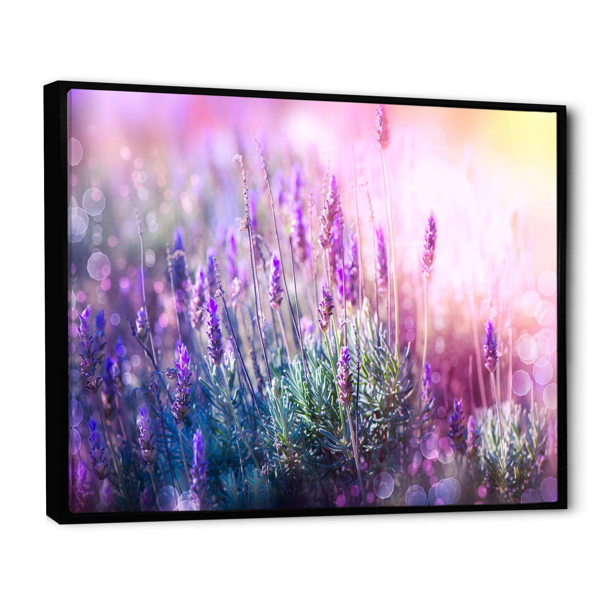 Growing and Blooming Lavender