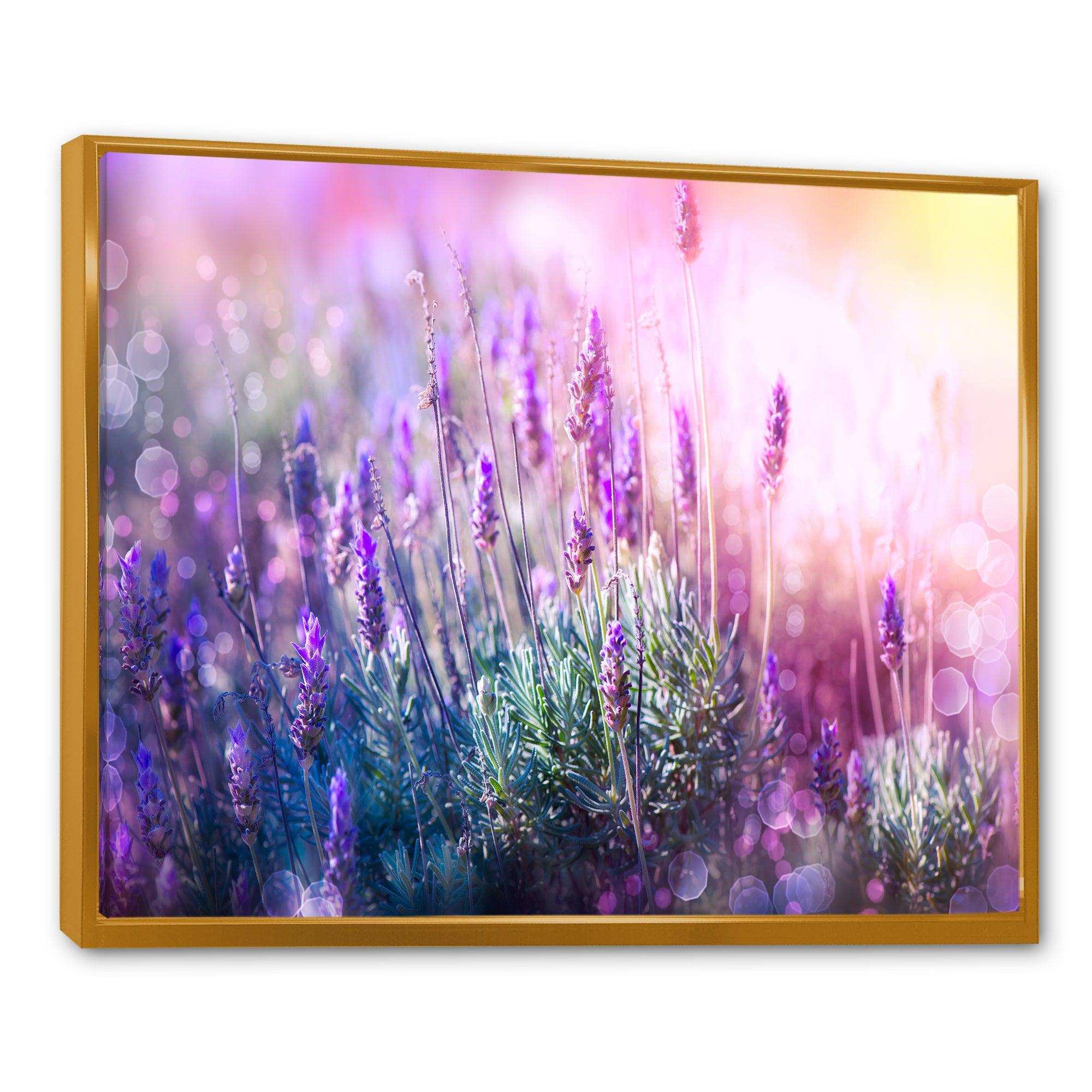 Growing and Blooming Lavender