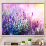 Growing and Blooming Lavender