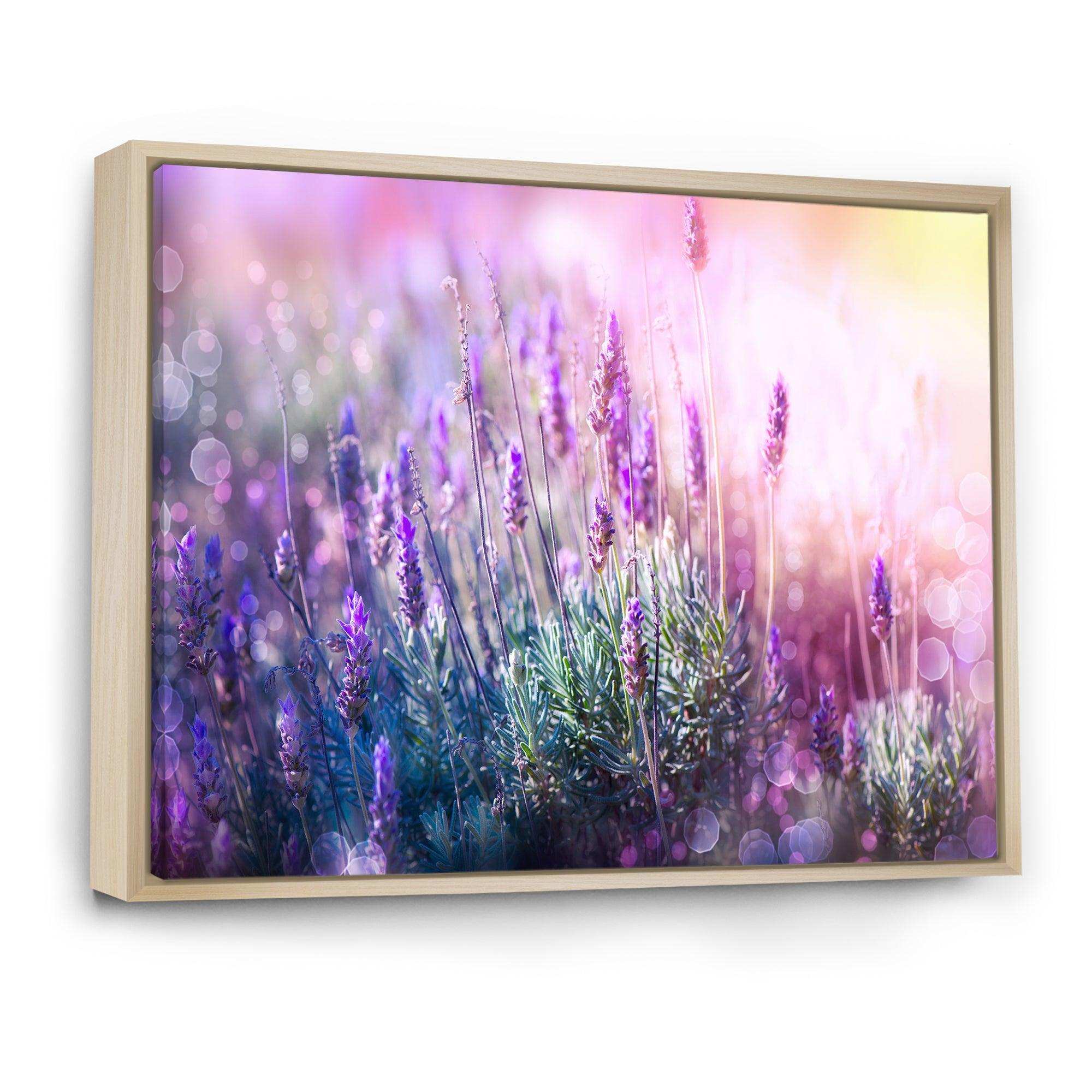 Growing and Blooming Lavender