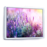 Growing and Blooming Lavender