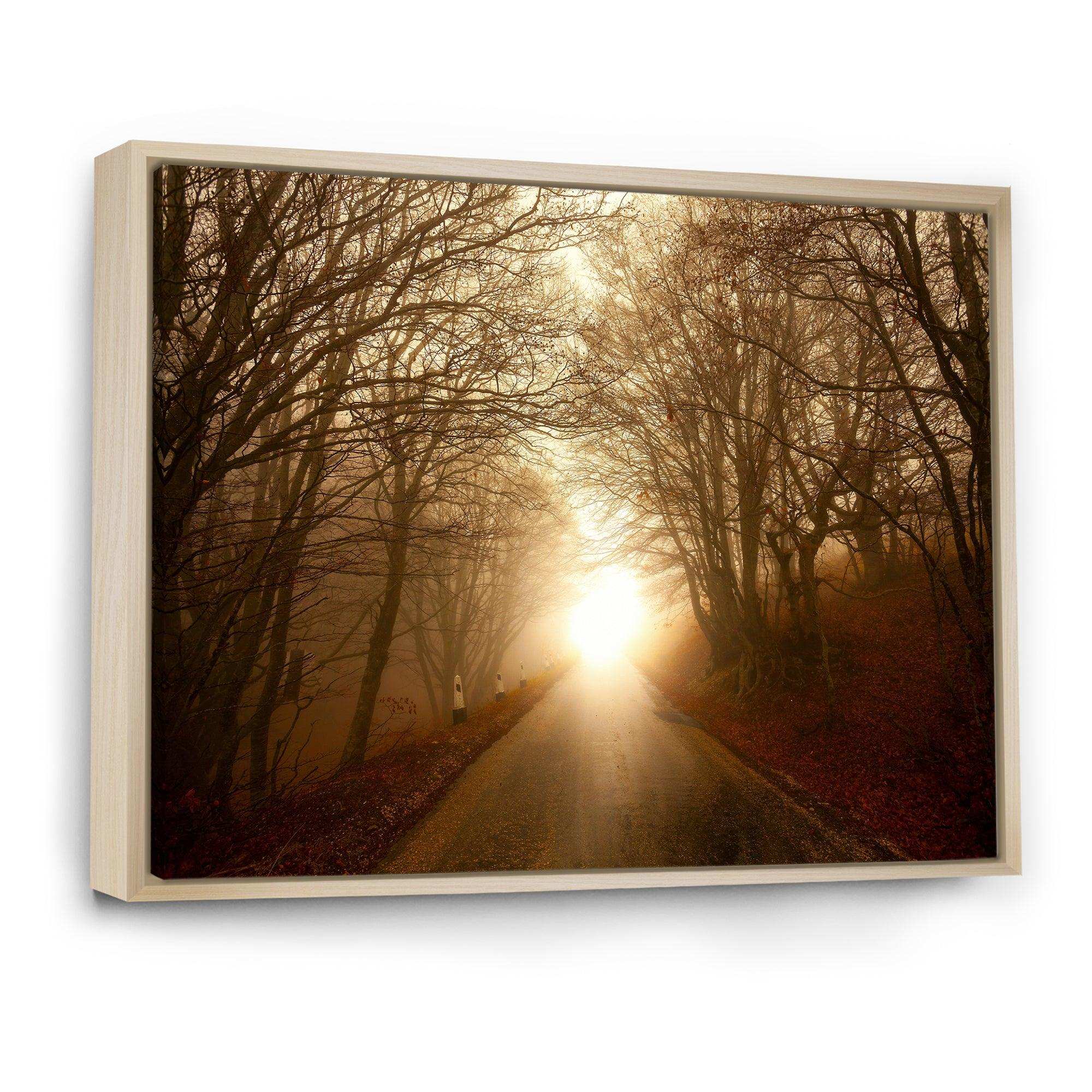 Path to Sunlight in Autumn Forest