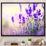 Purple Lavender Field