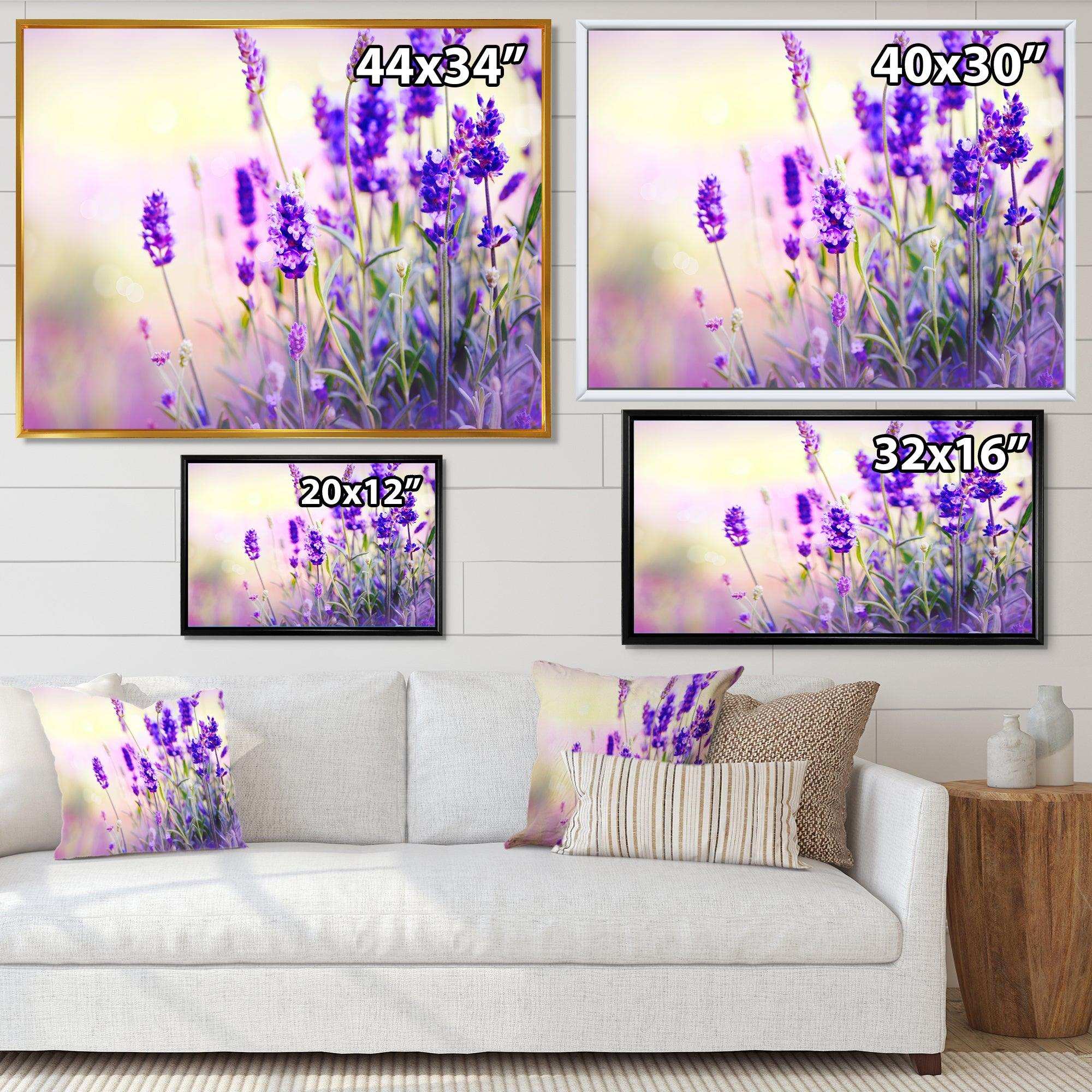 Purple Lavender Field