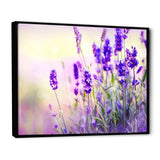 Purple Lavender Field