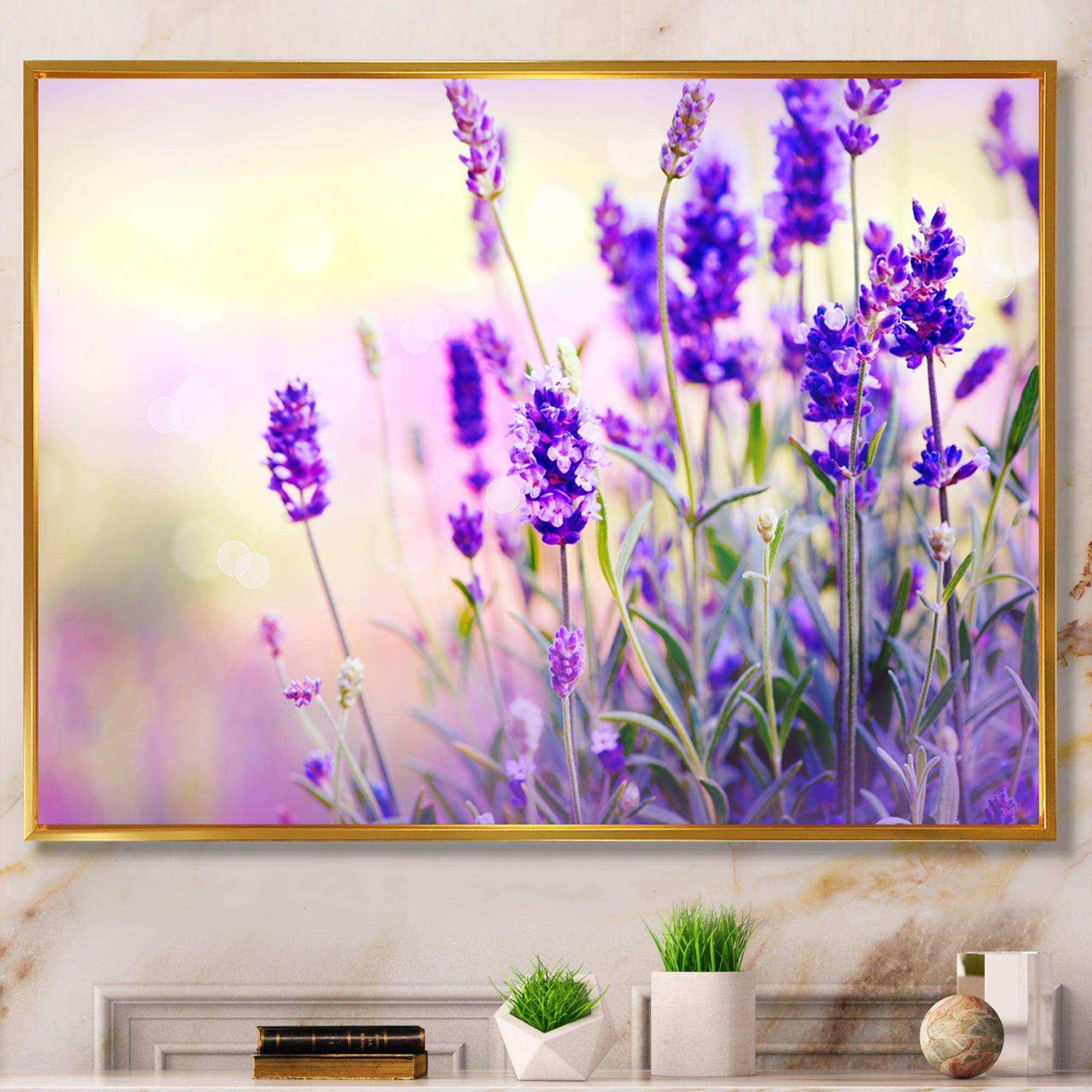 Purple Lavender Field