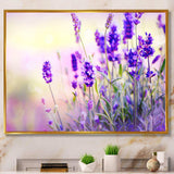 Purple Lavender Field