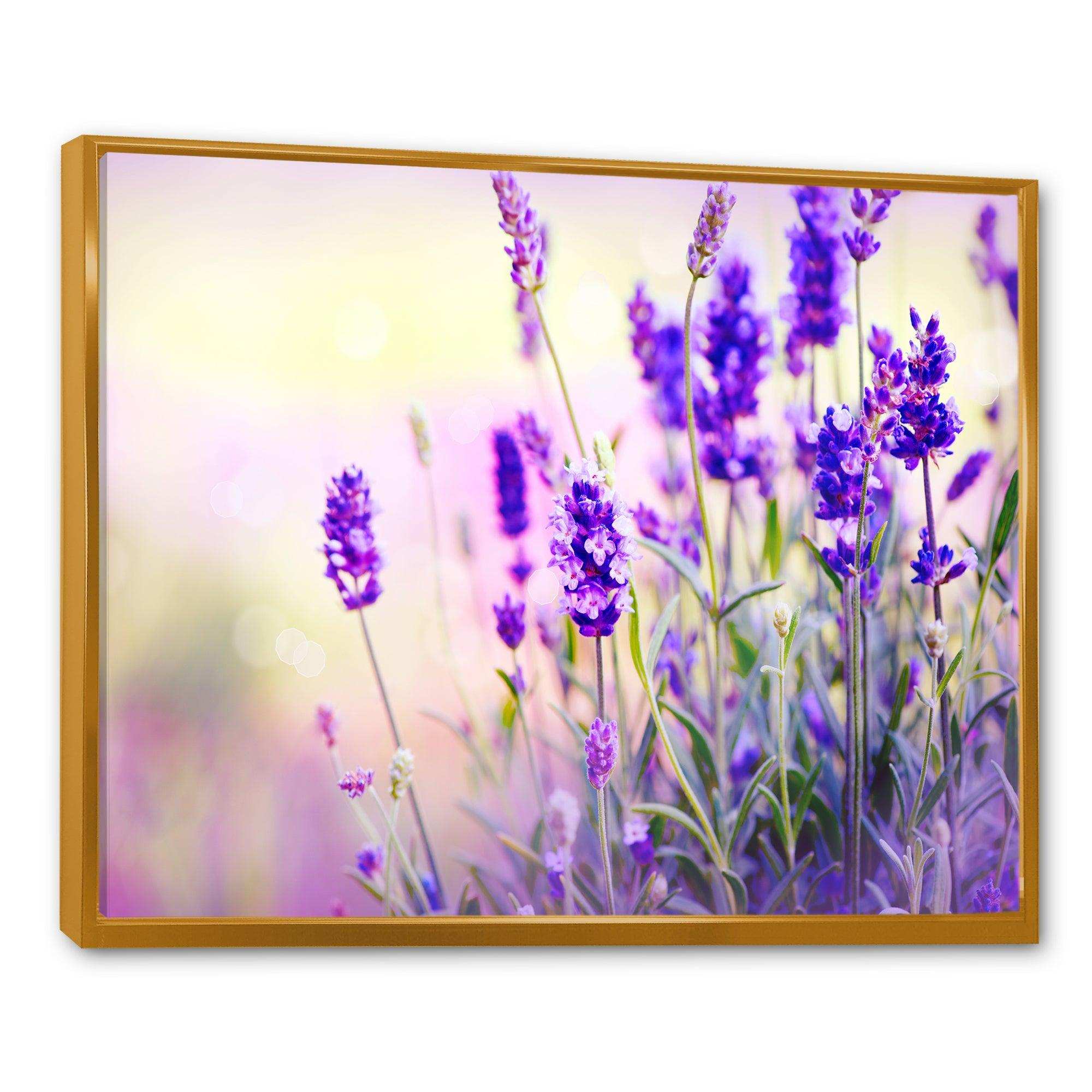 Purple Lavender Field