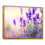 Purple Lavender Field