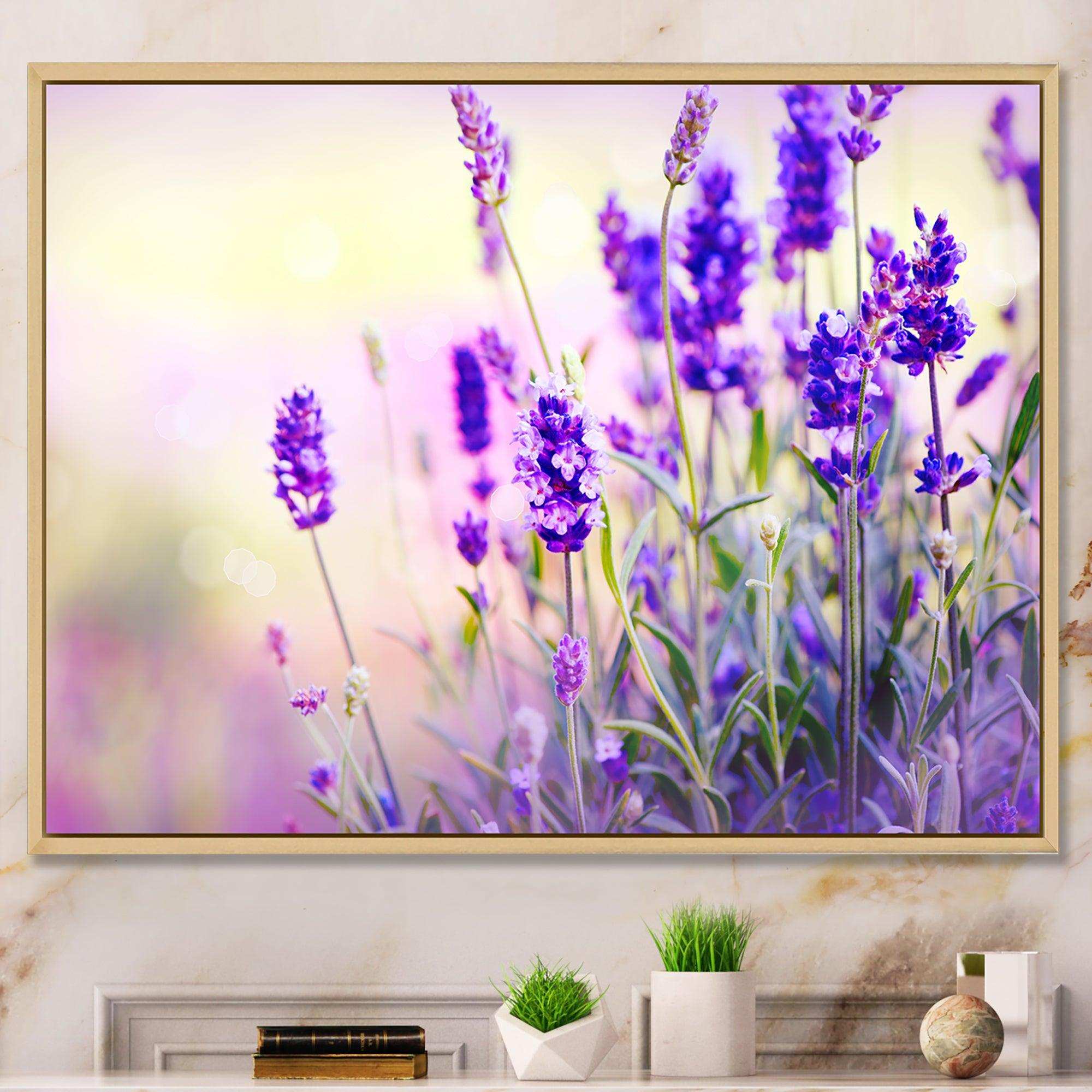 Purple Lavender Field