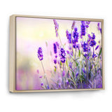 Purple Lavender Field