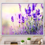 Purple Lavender Field