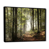 Green Fall Forest with Sun Rays