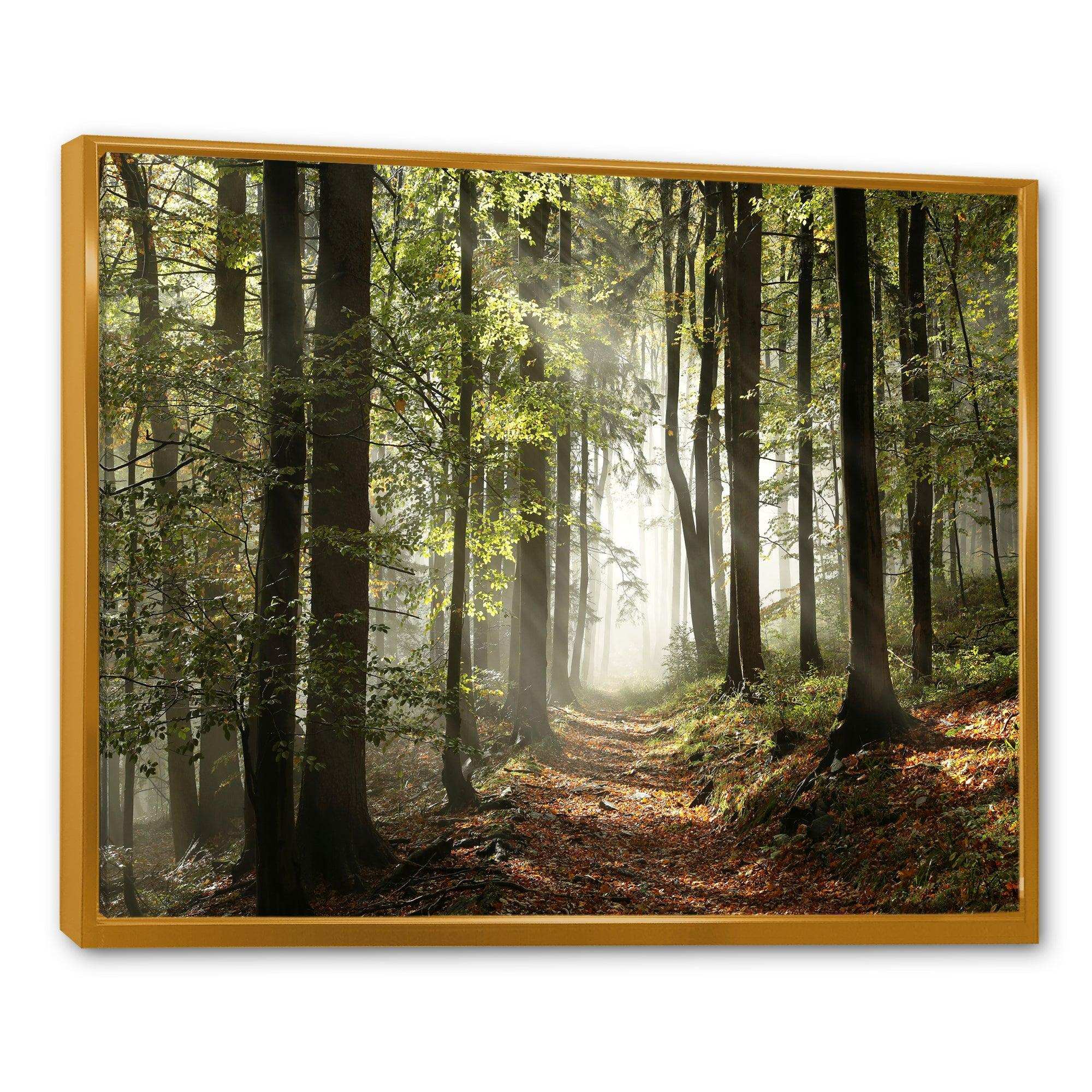 Green Fall Forest with Sun Rays