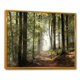 Green Fall Forest with Sun Rays